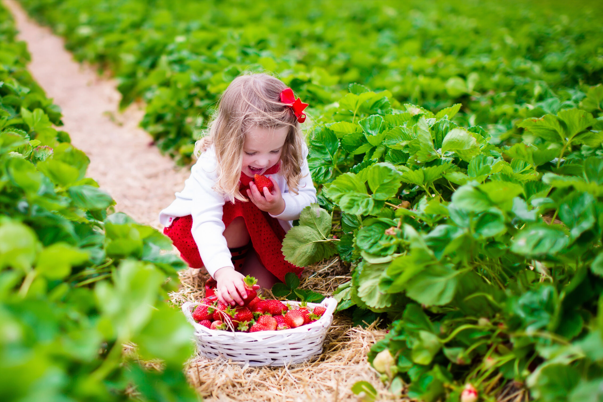 child,picking,strawberries.,kids,pick,fresh,fruit,on,organic,strawberry
