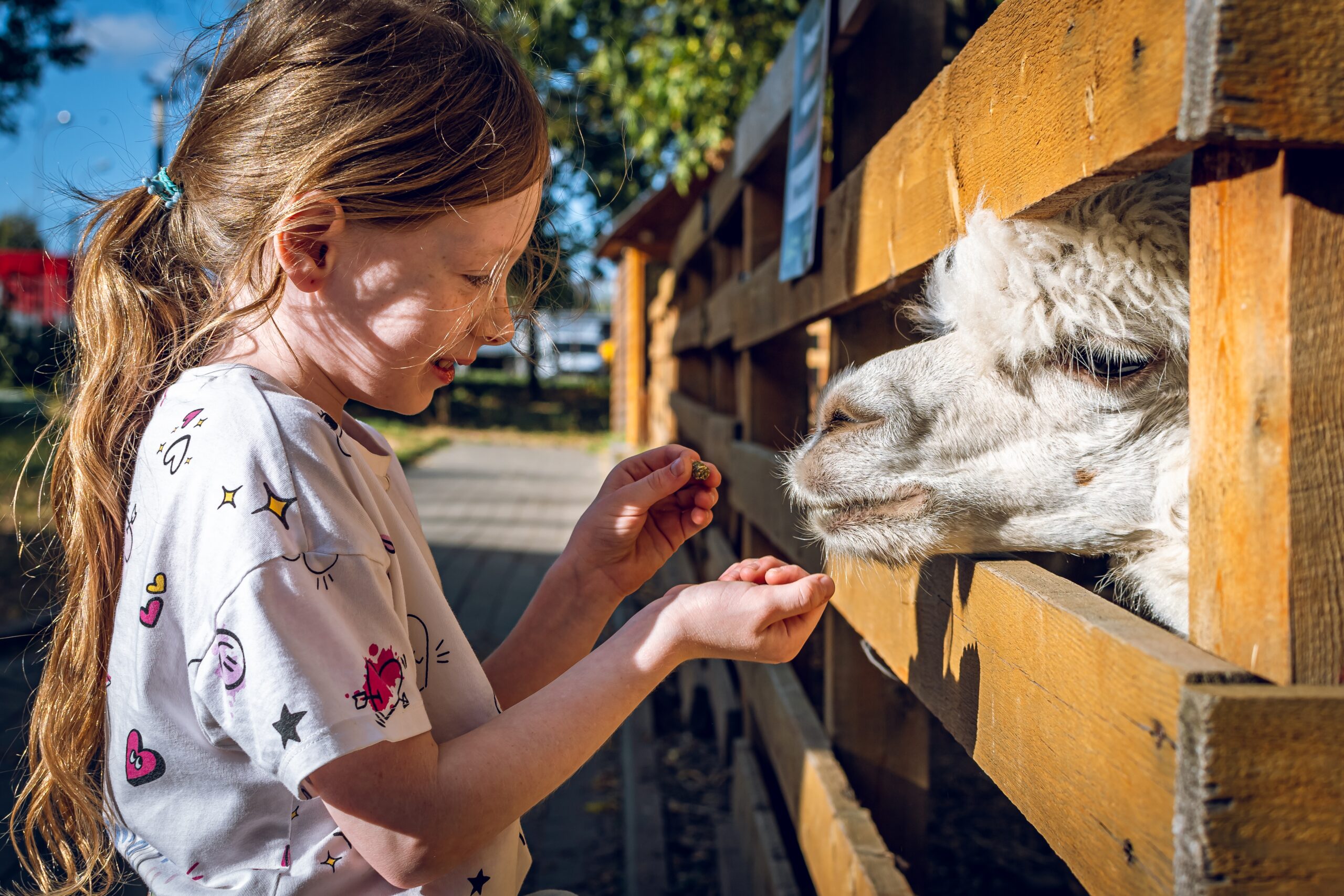 little,girl,feeding,an,alpaca,on,an,eco farm.,petting,zoo